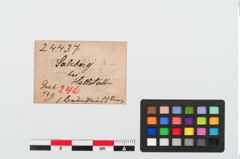 Etiketten zu Bernsteinring (NHMW-PRAE-024437)